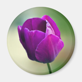 Aimant Tulipe pourpre