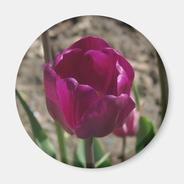 Aimant Tulipe pourpre (Devant)