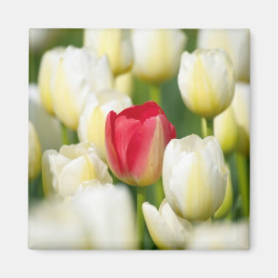 Aimant Tulipe rouge dans un champ de tulipes blanches