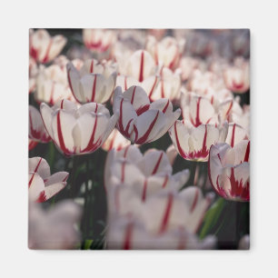 Aimant Tulipes