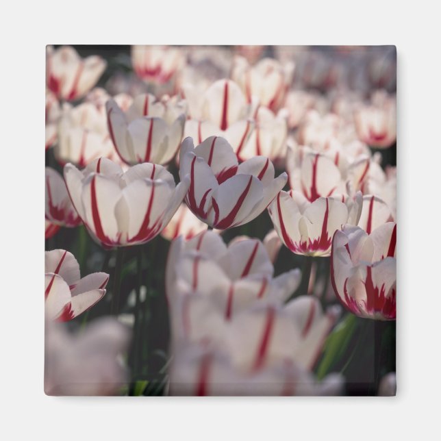 Aimant Tulipes (Devant)
