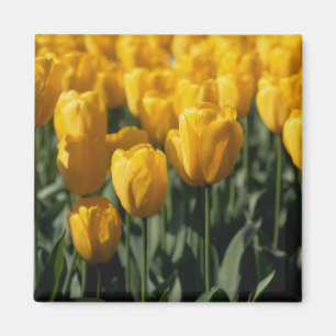 Aimant Tulipes 3