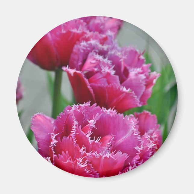 Aimant Tulipes à perroquets roses (Devant)