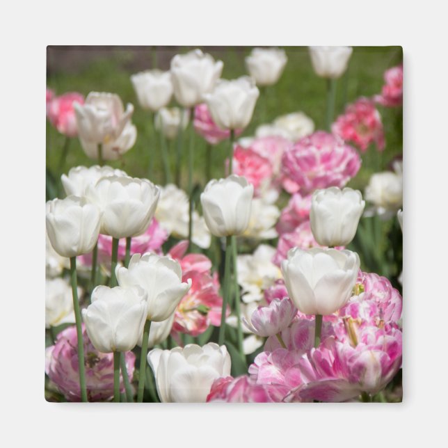 Aimant Tulipes blanches et roses brillantes par jour enso (Devant)