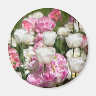 Aimant Tulipes blanches et roses brillantes par jour enso