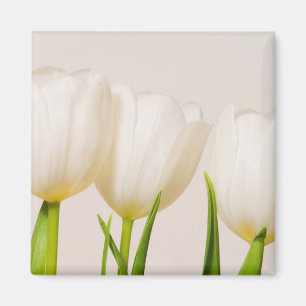 Aimant Tulipes blanches sur fond blanc,