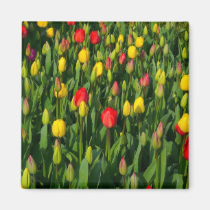 Aimant Tulipes colorées