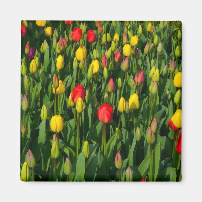 Aimant Tulipes colorées (Devant)