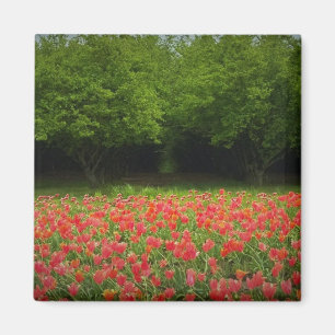 Aimant Tulipes et arbres