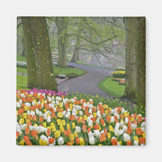 Aimant Tulipes et chaussée, Jardins de Keukenhof, Lisse, (Devant)