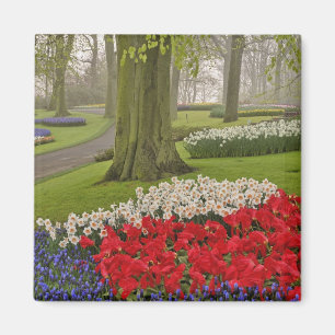 Aimant Tulipes et jonquilles, Jardins de Keukenhof,