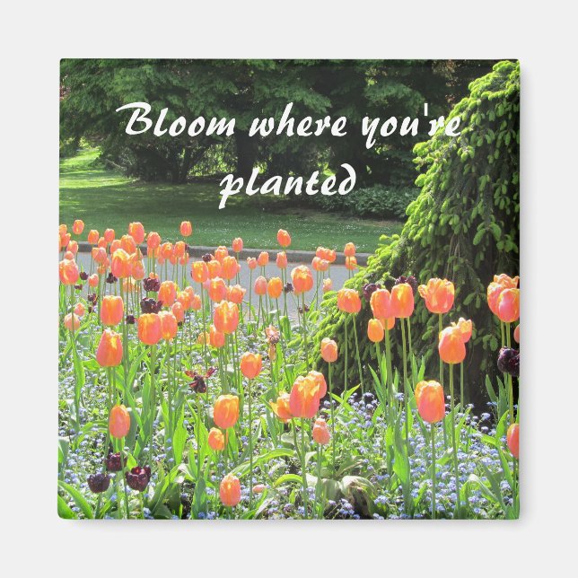Aimant Tulipes - Fleurissez où vous êtes plantées (Devant)