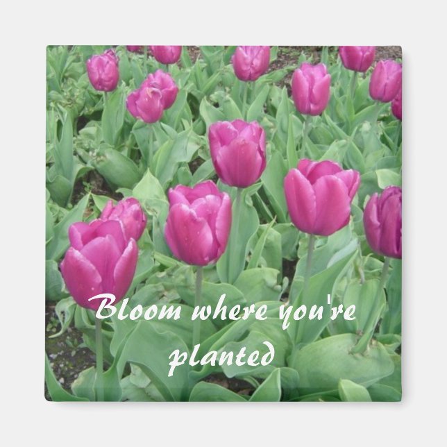 Aimant Tulipes - Fleurissez où vous êtes plantées (Devant)