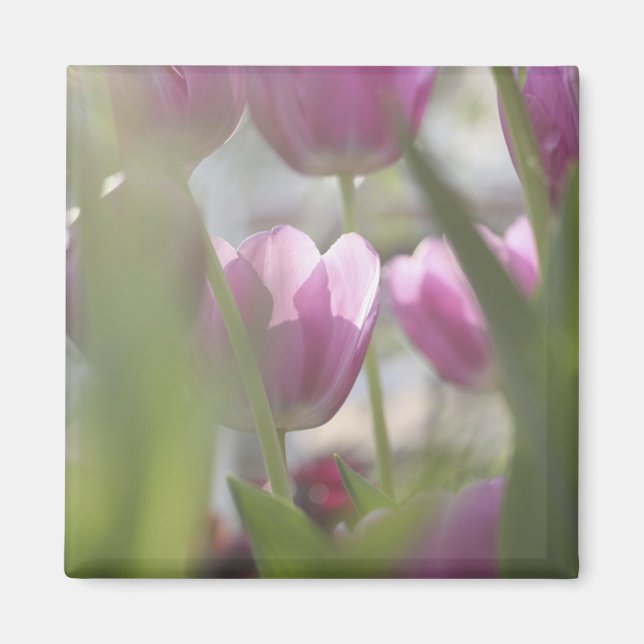 Aimant Tulipes, Jardins de Keukenhoff, Pays-Bas. (Devant)