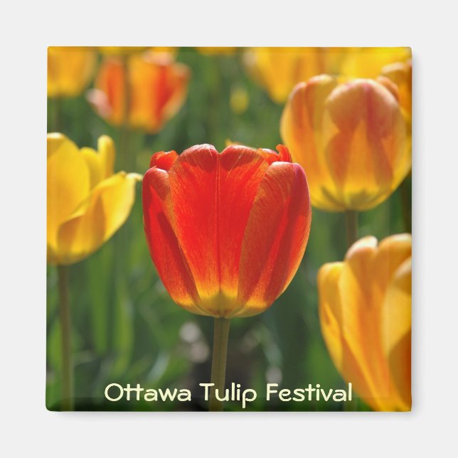 Aimant Tulipes Jaunes, Tulipes Oranges (Devant)