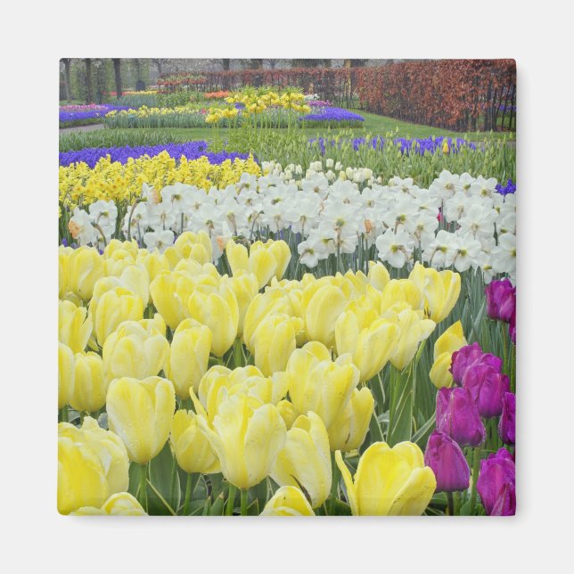 Aimant Tulipes, jonquilles et fleurs de muscari (Devant)