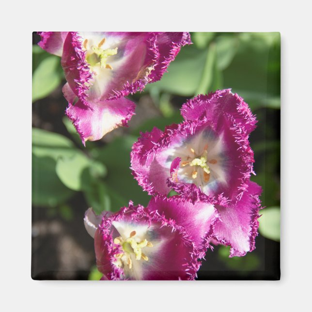 Aimant Tulipes mignonnes pourpres dans le jardin (Devant)