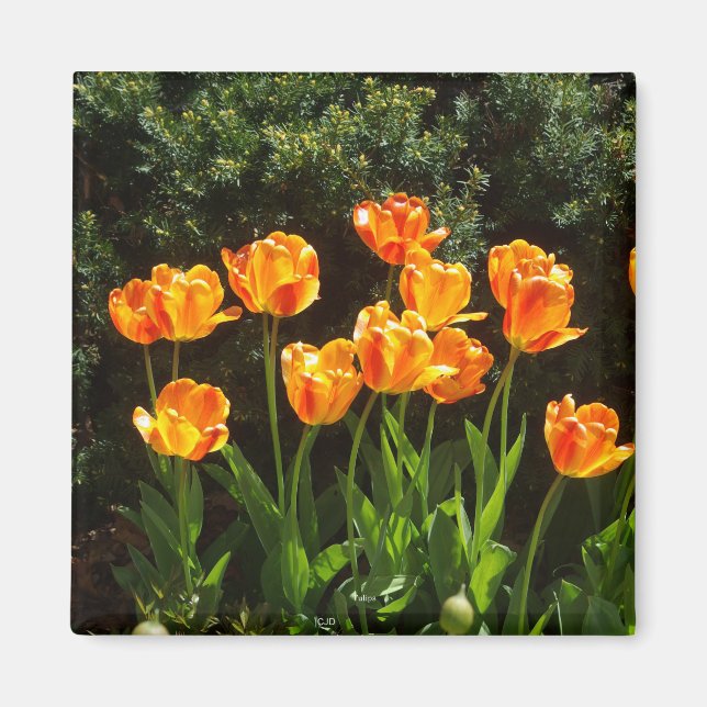 Aimant Tulipes orange jaune (Devant)