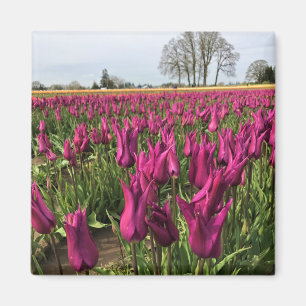 Aimant Tulipes pourpres dans le champ