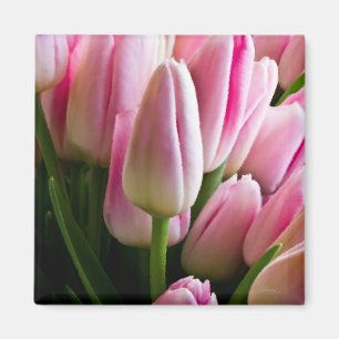 Aimant Tulipes roses