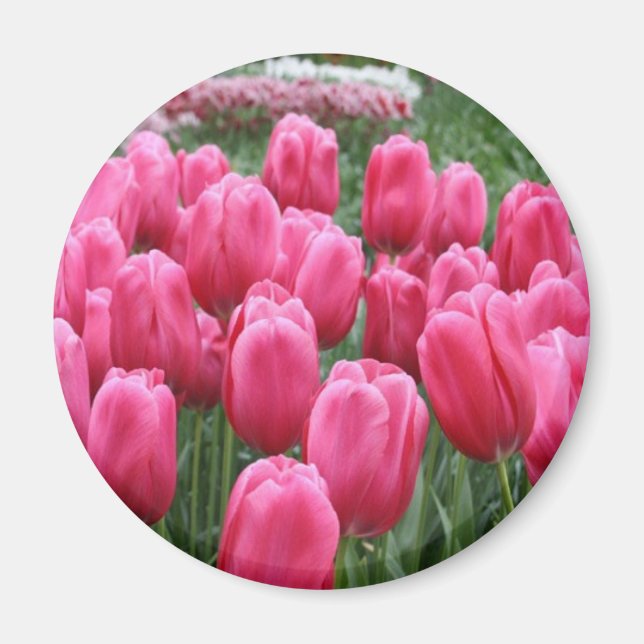 Aimant Tulipes roses (Devant)