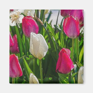 Aimant Tulipes Roses Et Blancs Peint