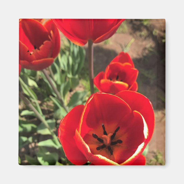 Aimant Tulipes rouges à l'intérieur (Devant)