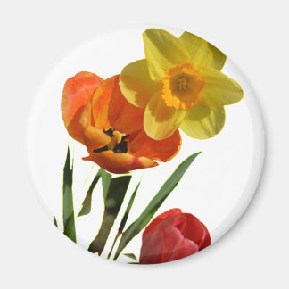 Aimant Tulipes rouges et fleurs de jonquille jaunes