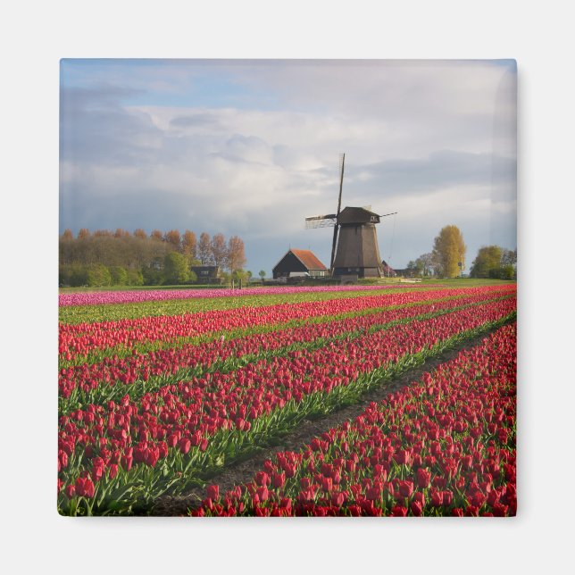 Aimant Tulipes rouges et moulin à vent (Devant)