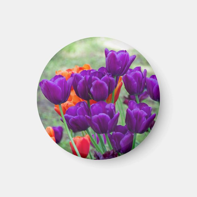 Aimant Tulipes violettes foncées (Devant)