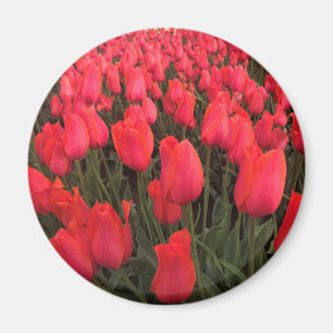 Aimant Tulips Coral Pink