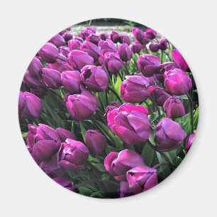 Aimant Tulips de Purple