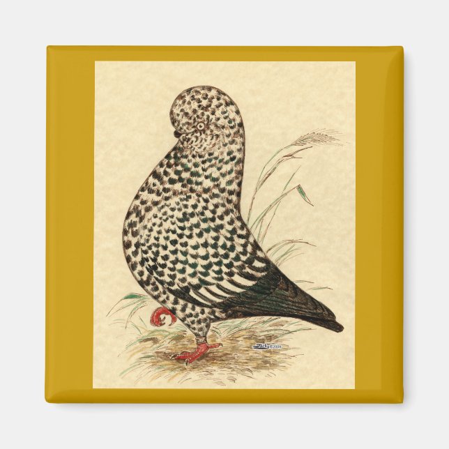 Aimant Tumbler Pigeon LFCL Splash (Devant)