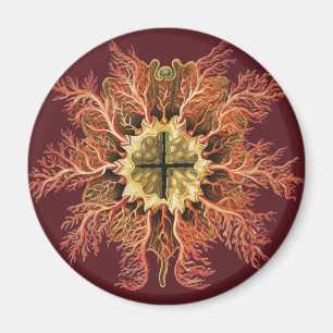 Aimant Tuniqué marin Ernst Haeckel Mer Rouge Art de la vi