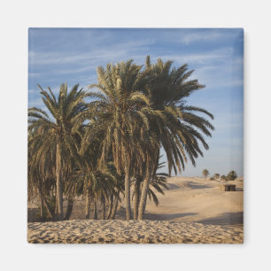 Aimant Tunisie, désert du Sahara, Douz, Grande Dune, palm