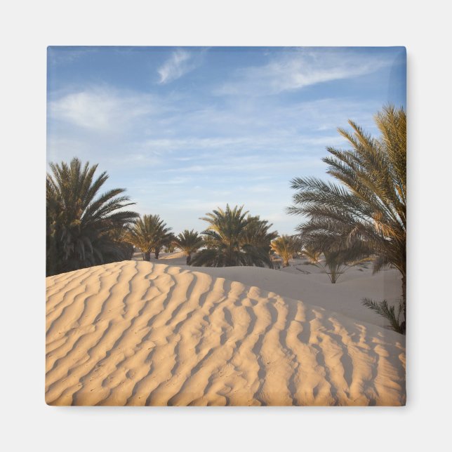 Aimant Tunisie, désert du Sahara, Douz, Grande Dune, palm (Devant)