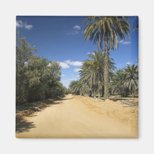 Aimant Tunisie, région des Ksour, Ksar Ghilane, palmier d