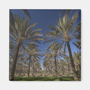 Aimant Tunisie, Sahara Desert, Douz, Zone Touristique, 2