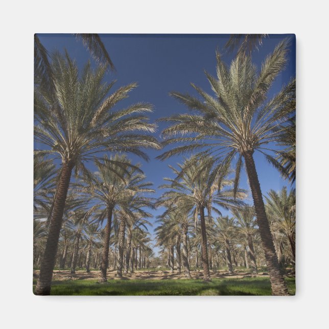 Aimant Tunisie, Sahara Desert, Douz, Zone Touristique, 2 (Devant)