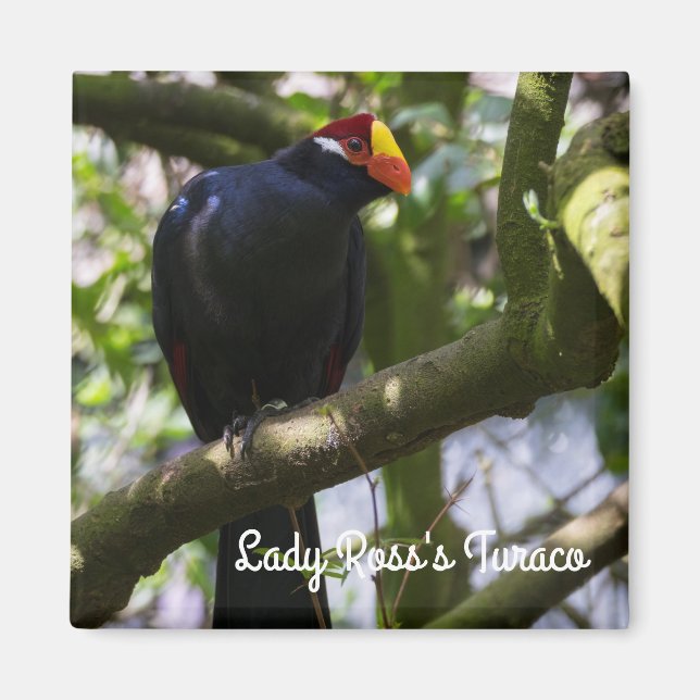 Aimant Turaco de Lady Ross (Devant)