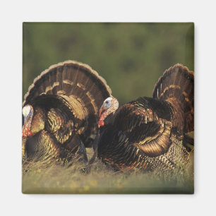 Aimant Turquie sauvage, Meleagris gallopavo, mâles