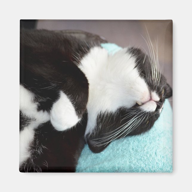 Aimant tuxedo chat chin vue kitty image (Devant)