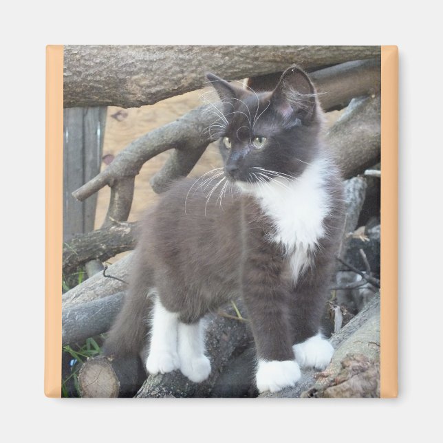 Aimant Tuxedo Kitten (Devant)
