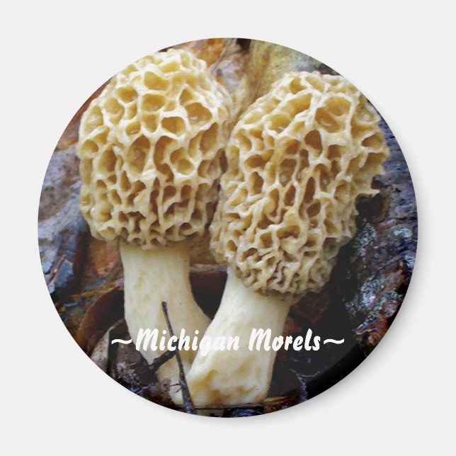 Aimant Twin Yellow Morels, ~Michigan Morels~ (Devant)