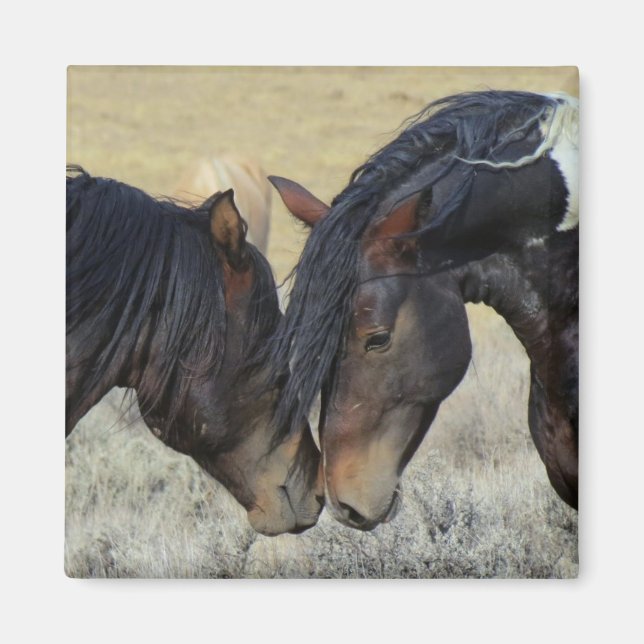 Aimant Two Brown Wild Horses Nuzzling (Devant)