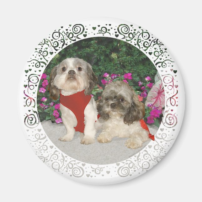 Aimant Two Shih Tzus in a Garden (Devant)