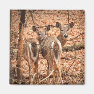 Aimant Two White tailed Deer in the woods