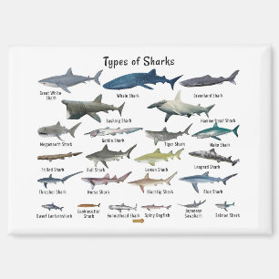 Aimant Types de requins tableau