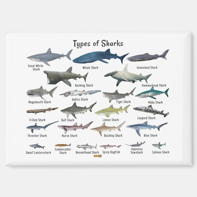 Aimant Types de requins tableau (Recto)