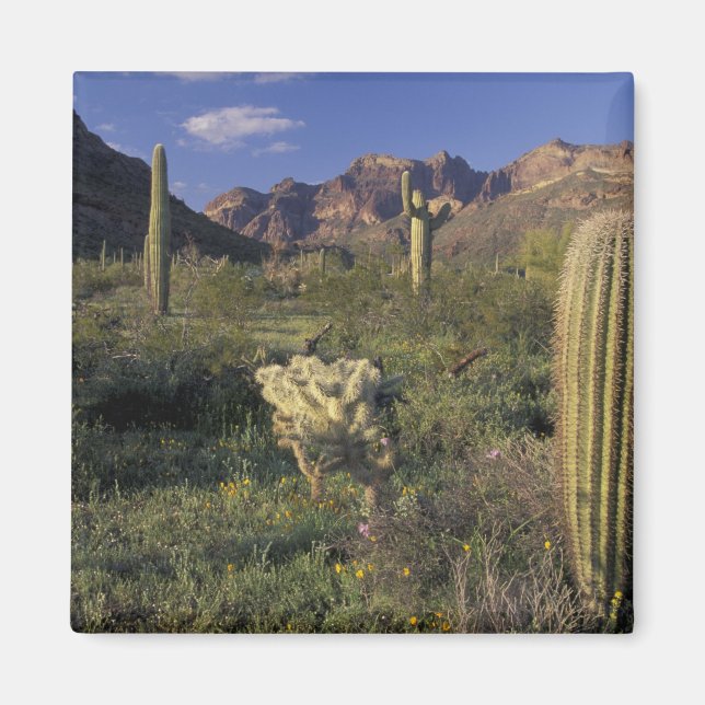 Aimant U.S.A., Arizona, Organ Pipe National Monument. (Devant)